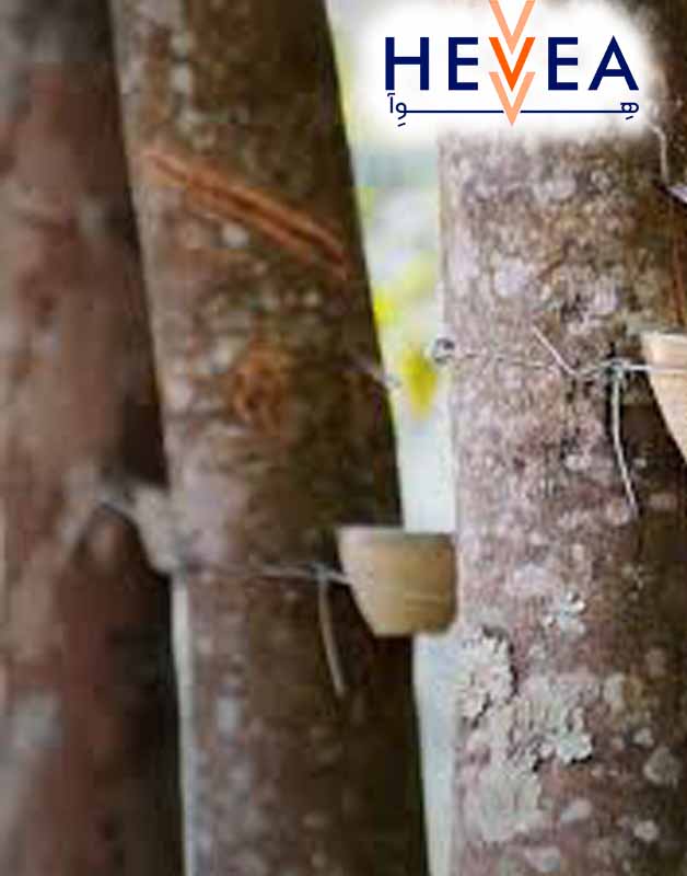 شیرابه گیری از لاتکس کائوچوی طبیعی